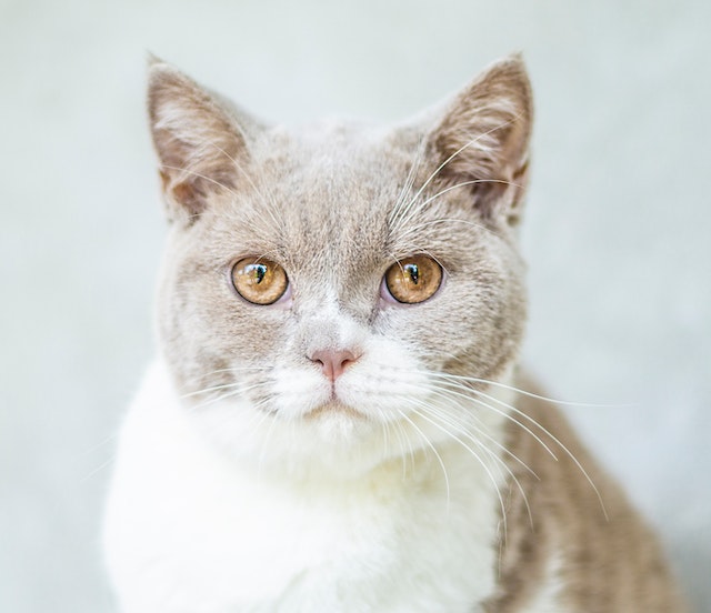 Arthrose bei Katzen mit Homöopathie behandeln